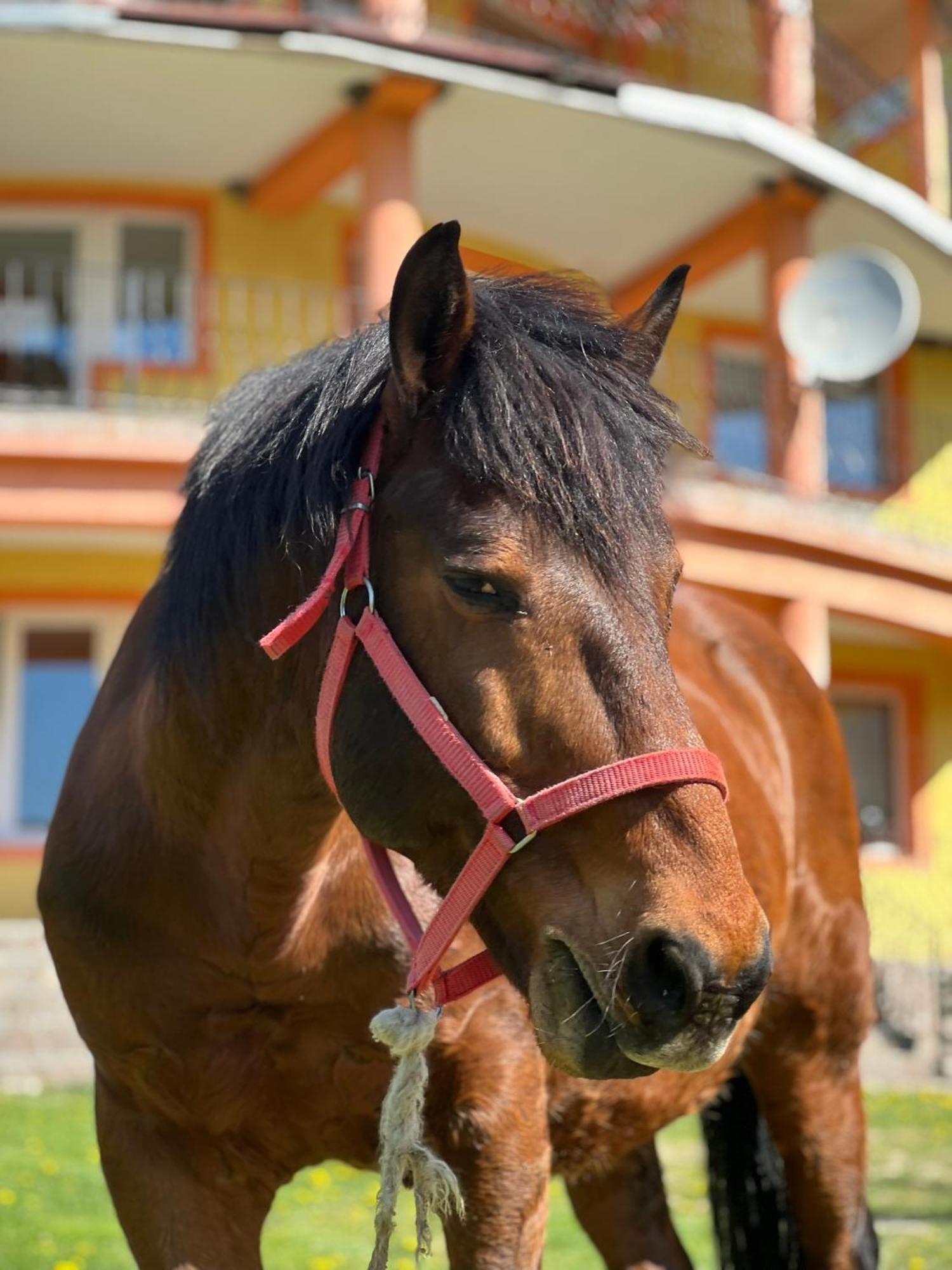 ホテル Casa Potcoava Lepşa エクステリア 写真