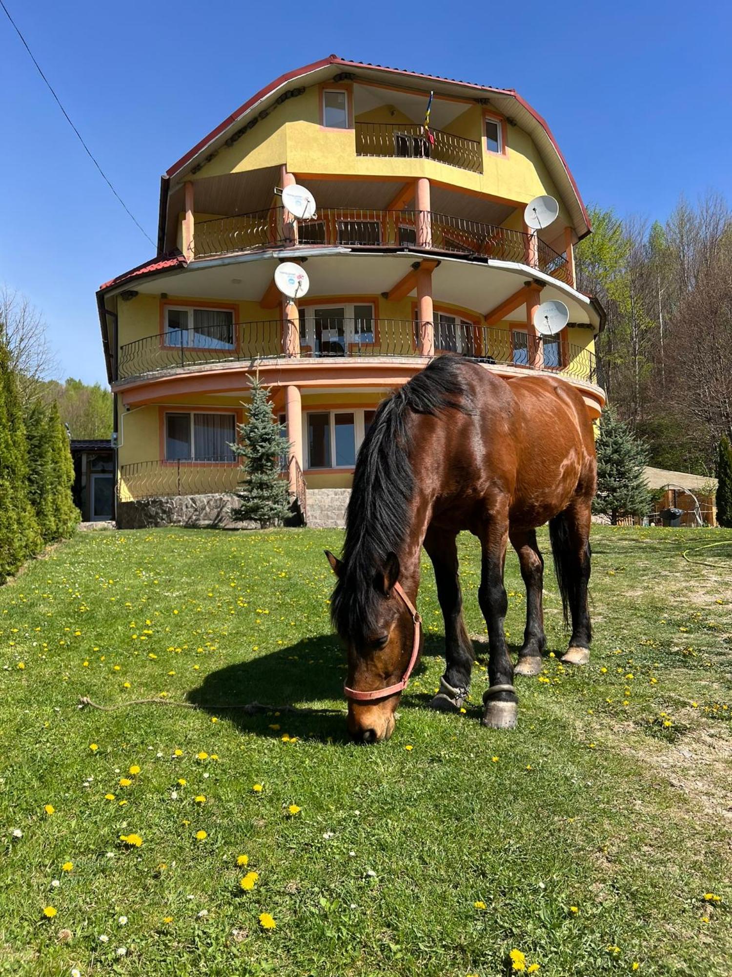 ホテル Casa Potcoava Lepşa エクステリア 写真