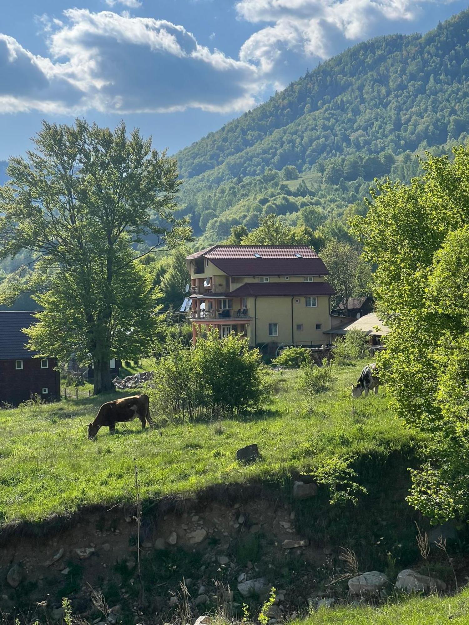 ホテル Casa Potcoava Lepşa エクステリア 写真